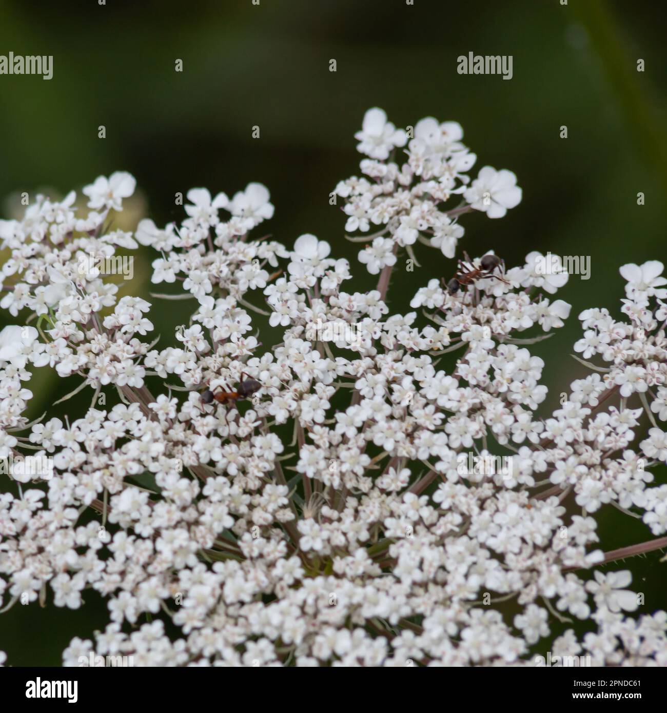 Ajwain plant hires stock photography and images Alamy