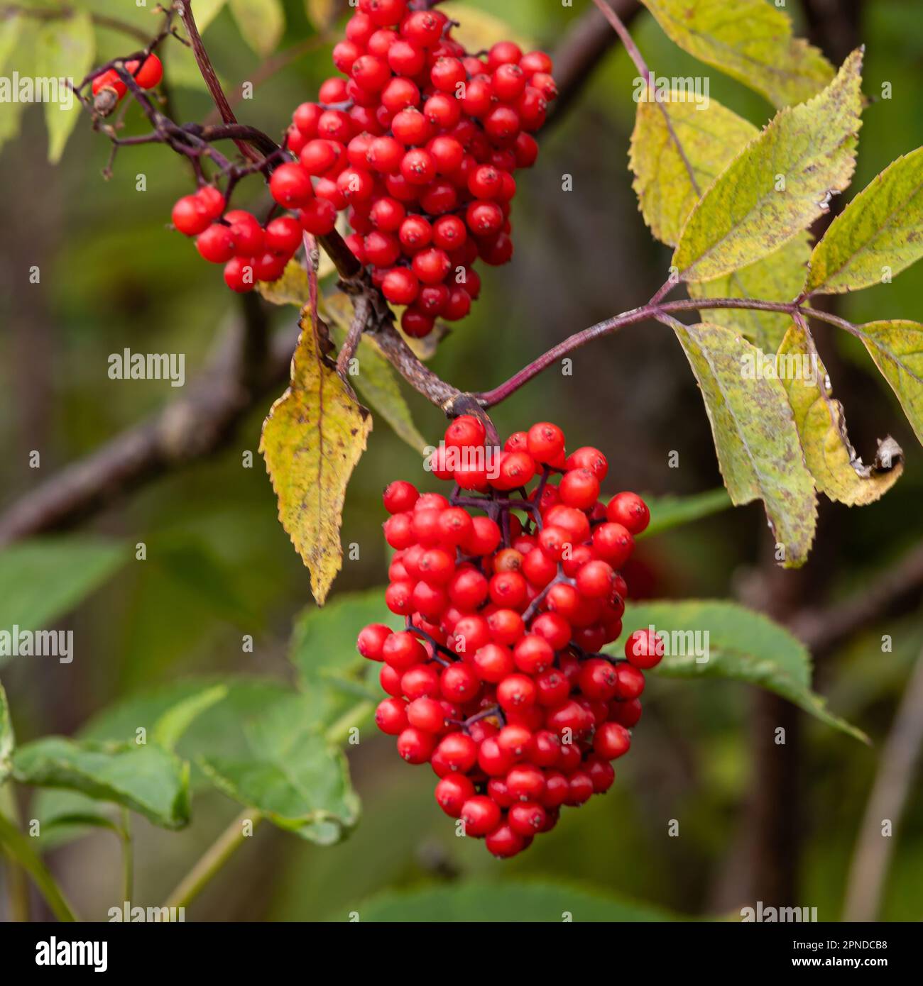 Characteristic and showy small mountain tree with red berries. Sorbus aucuparia, commonly called rowan and mountain-ash. Stock Photo