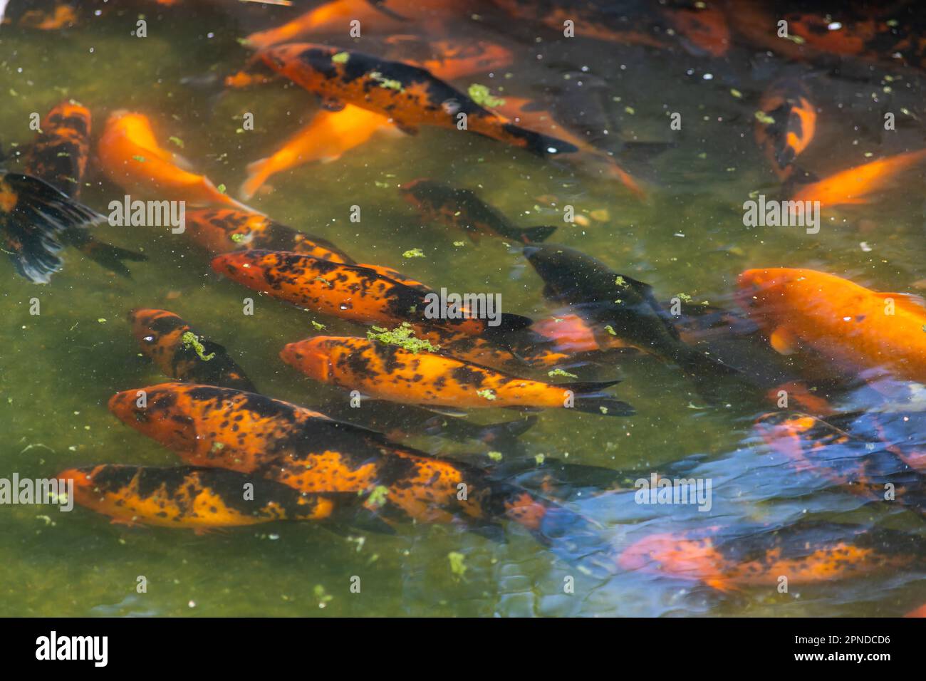 Koi fish swimming in water garden, fancy carp fish, koi fishes, Koi