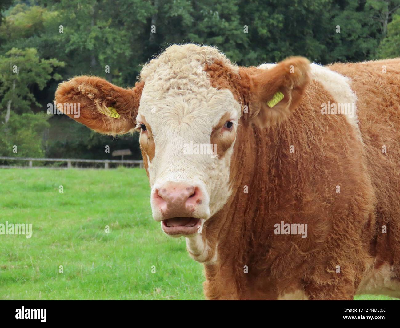 close of portrait of a brown and white cow Stock Photo