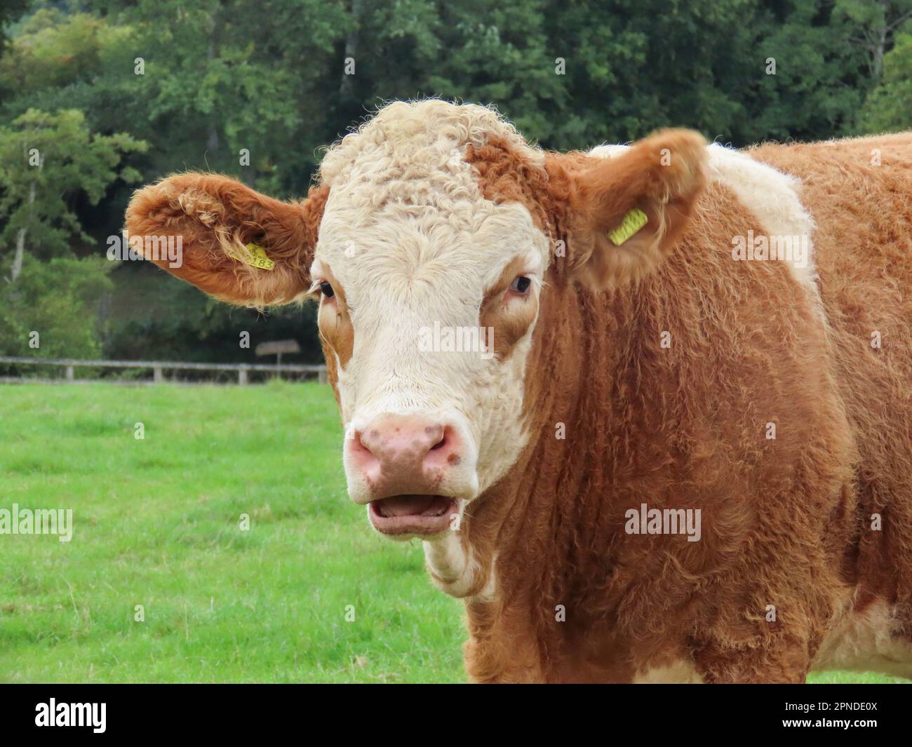 Close Of Portrait Of A Brown And White Cow Stock Photo Alamy