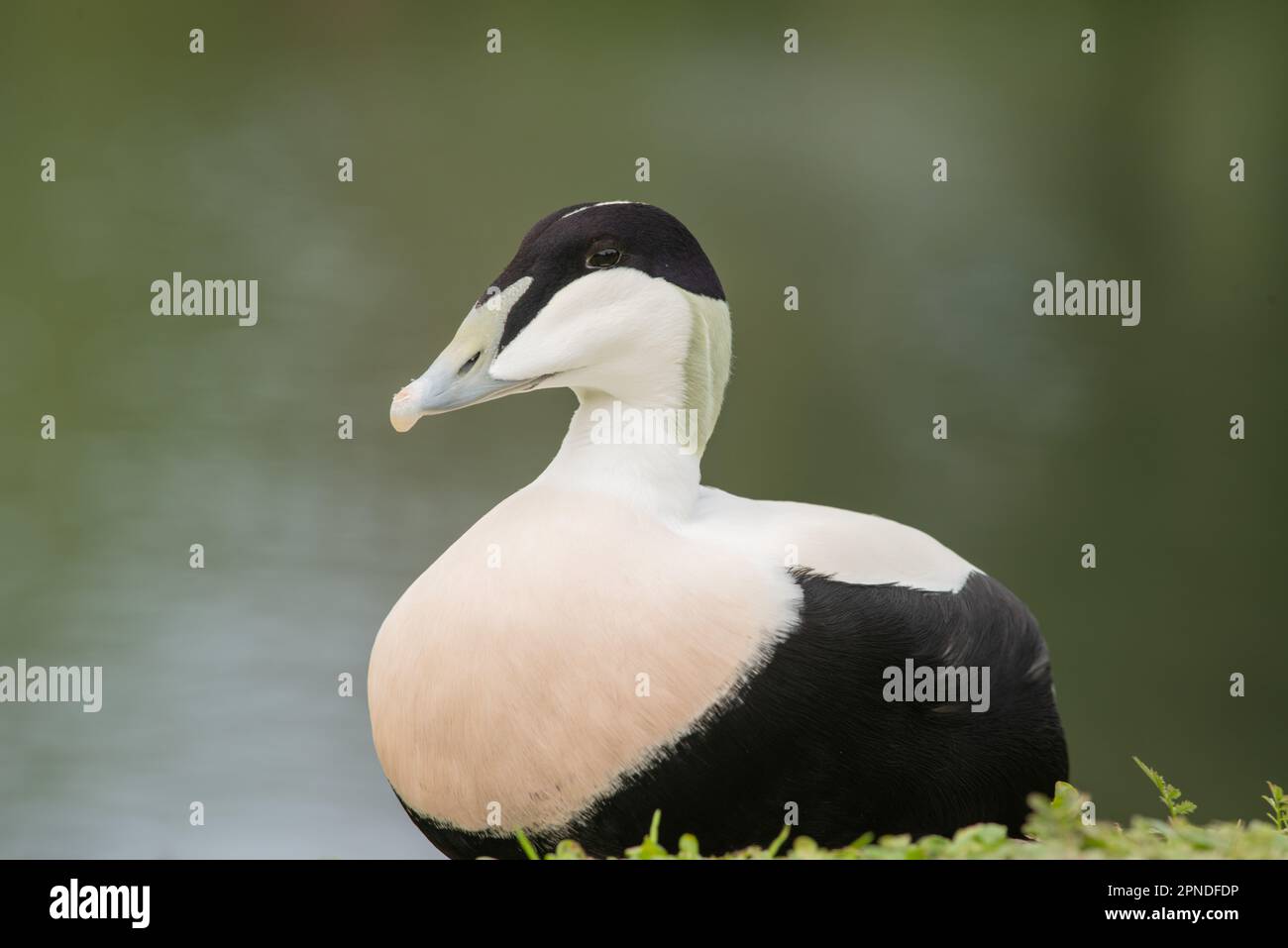 Common eider duck, Somateria mollissima, on a lake at Llanelli Wetlands, Wales, UK Stock Photo