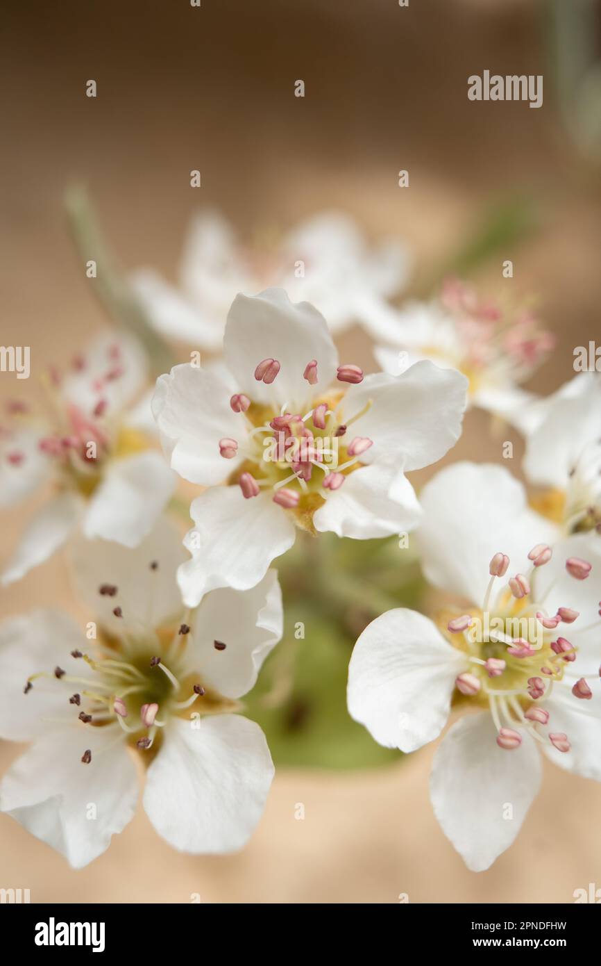 pear blossom Stock Photo