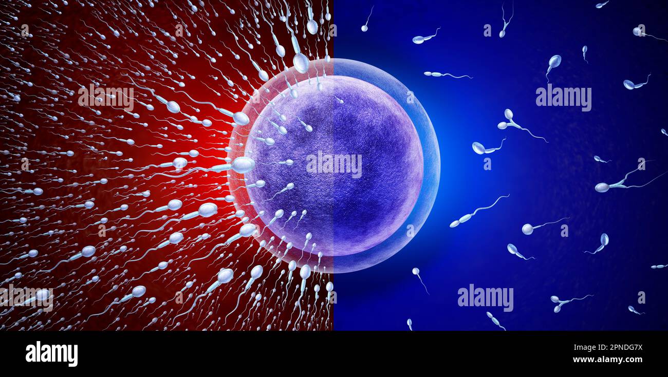 Male Infertility and reproduction concept as healthy or abnormal microscopic sperm or spermatozoa cells swimming towards an egg cell to fertilize Stock Photo