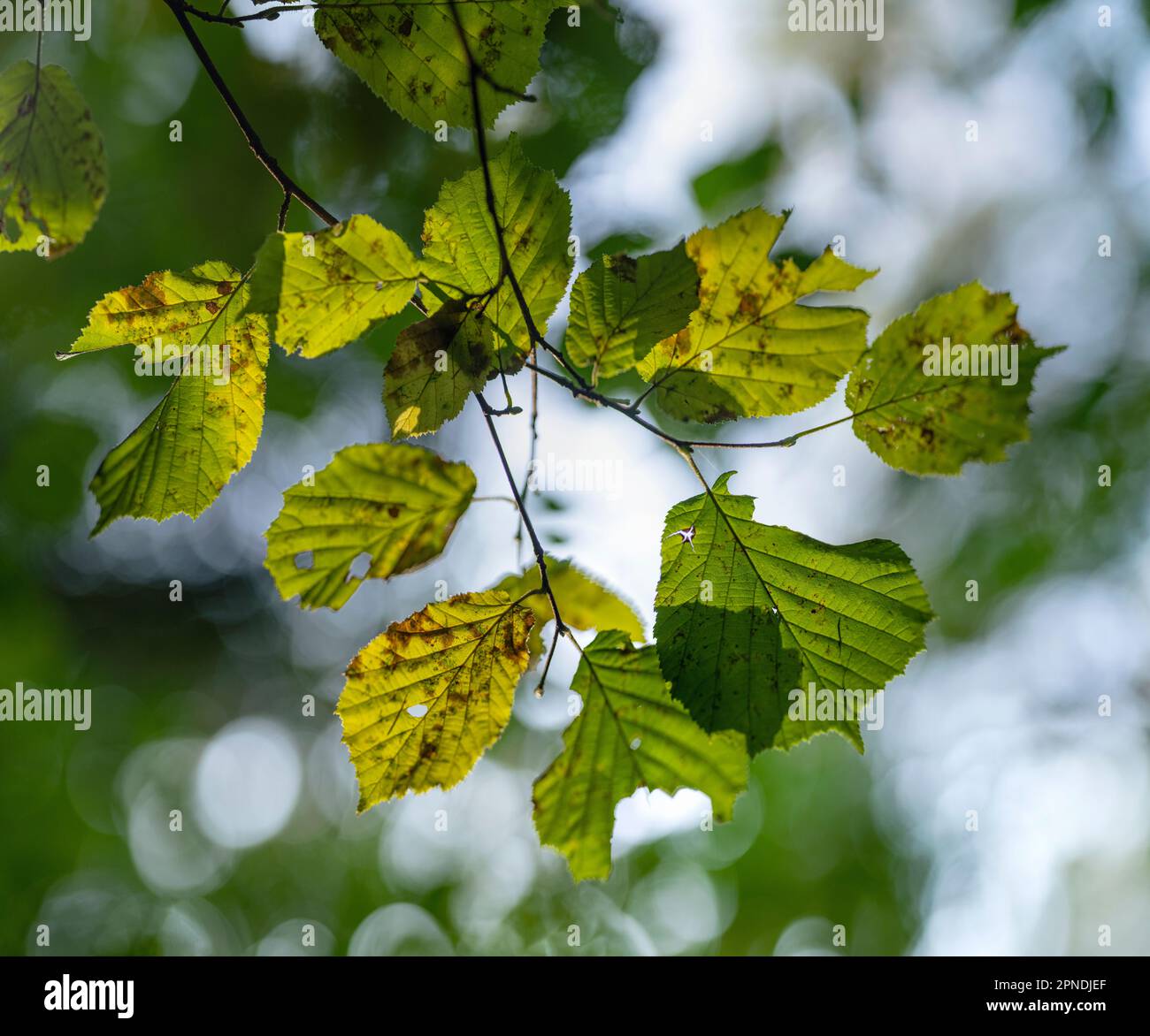 Leaves of a Beech tree towards the end of the summer, green leaves starting to fade as autumn is on its way in the woods. A forest in Gloucestershire. Stock Photo