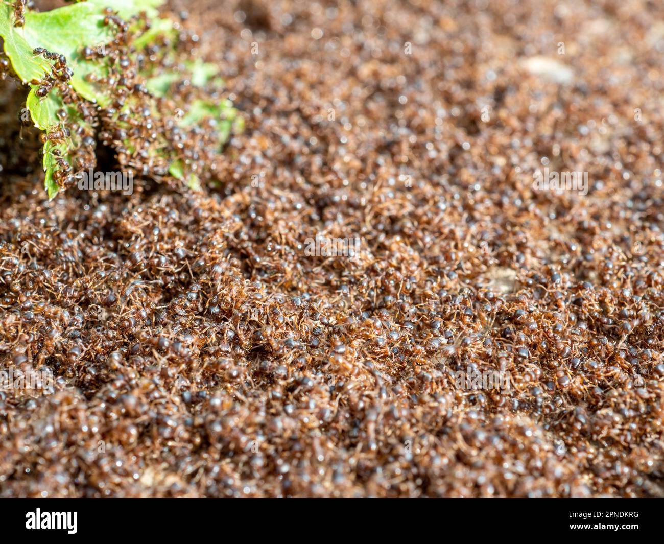 many ants swarming close-up with shallow depth of field Stock Photo