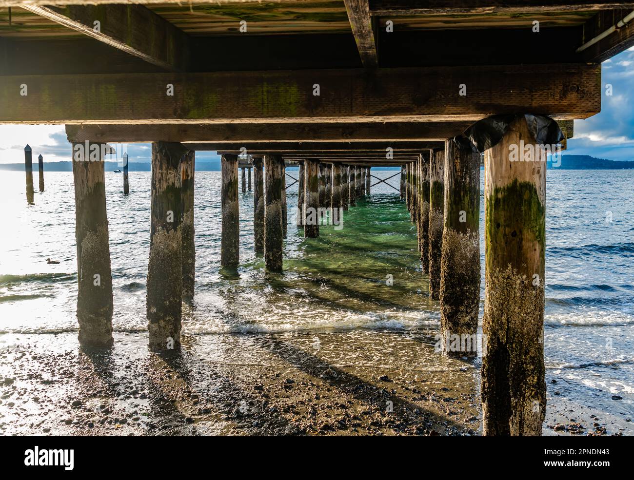 A view of pier piling in Redondo Beach, Washington. Tide is low Stock