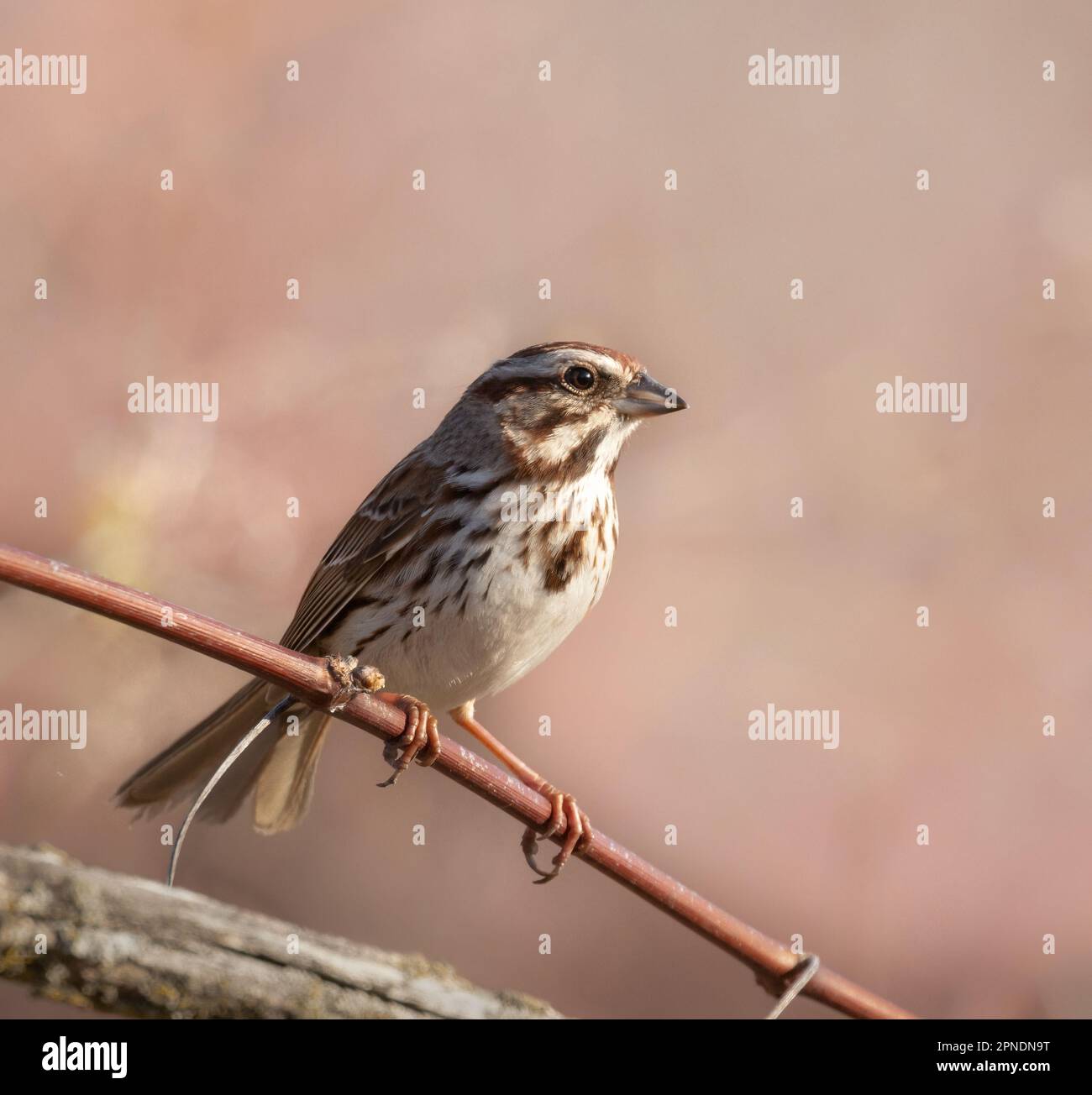 A small song sparrow on a branch with rose coloured marsh background in morning light in springtime Stock Photo
