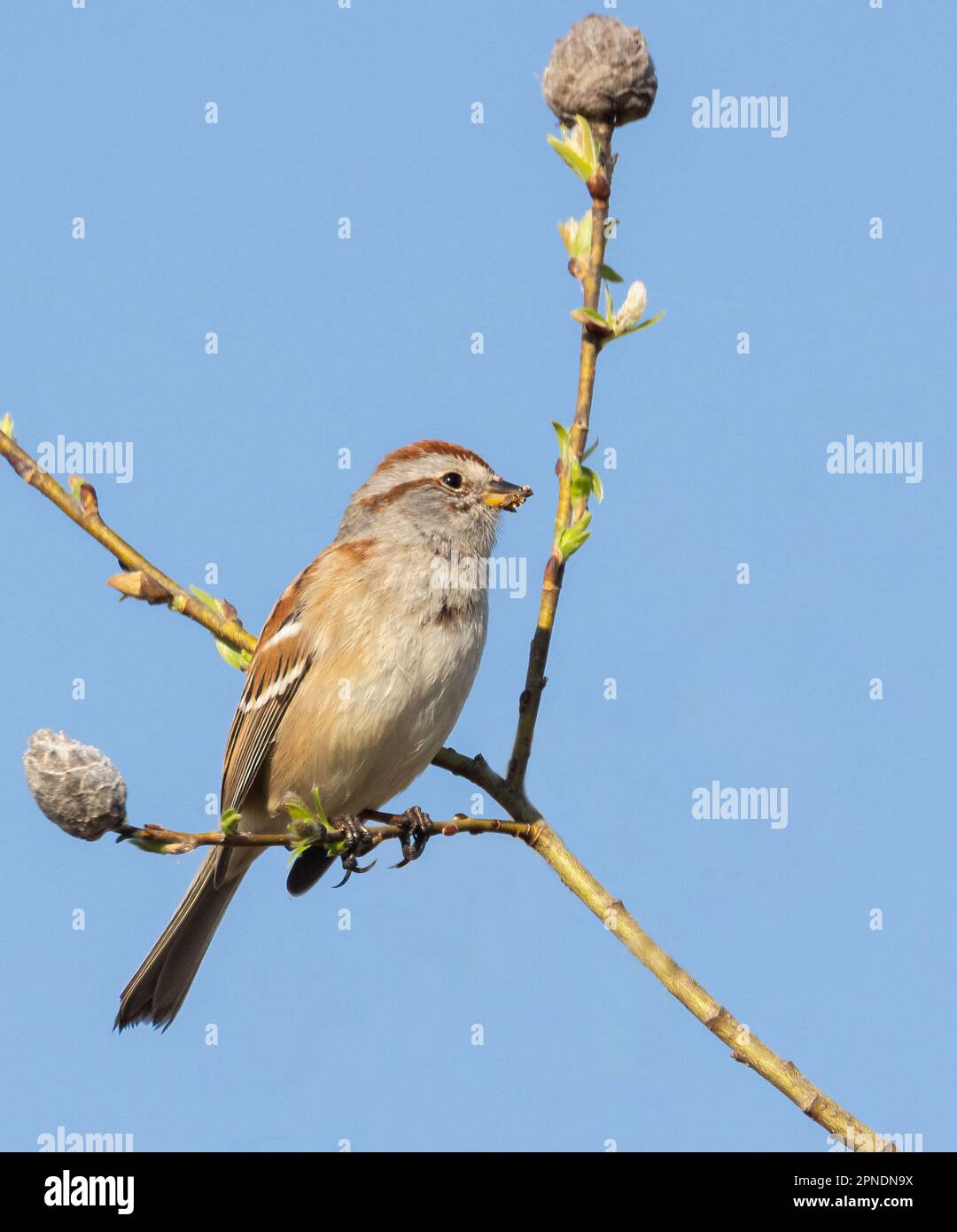 An American Tree Sparrow in a shrub in springtime with blue sky background Stock Photo