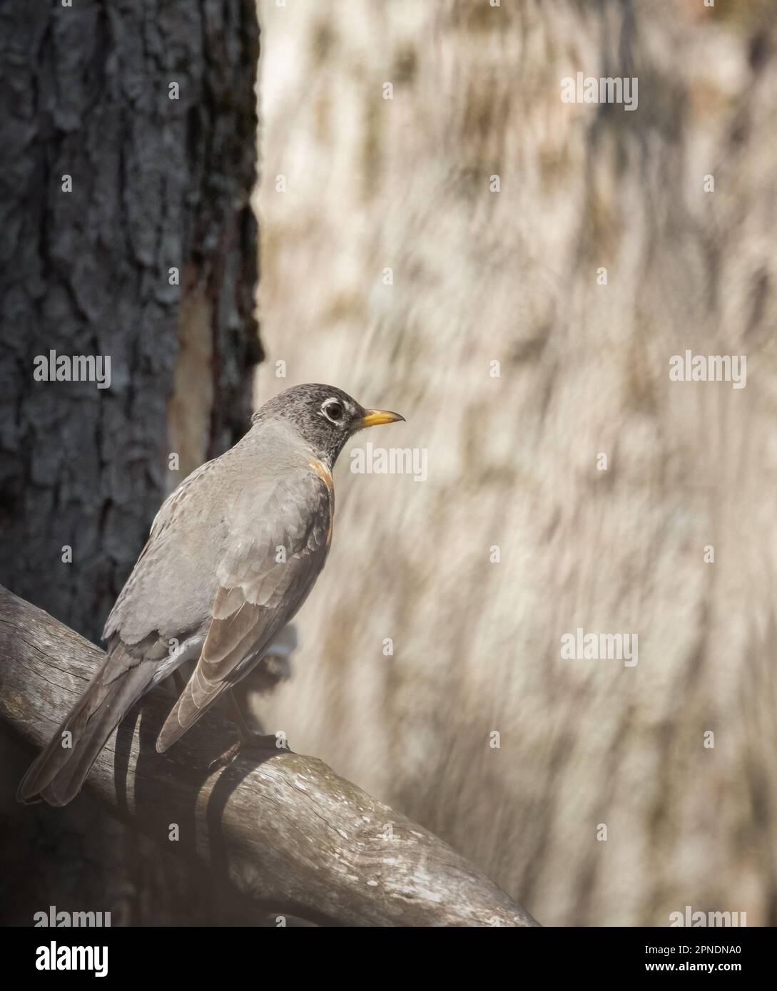 An American Robin in springtime with a wood texture background in a forest Stock Photo