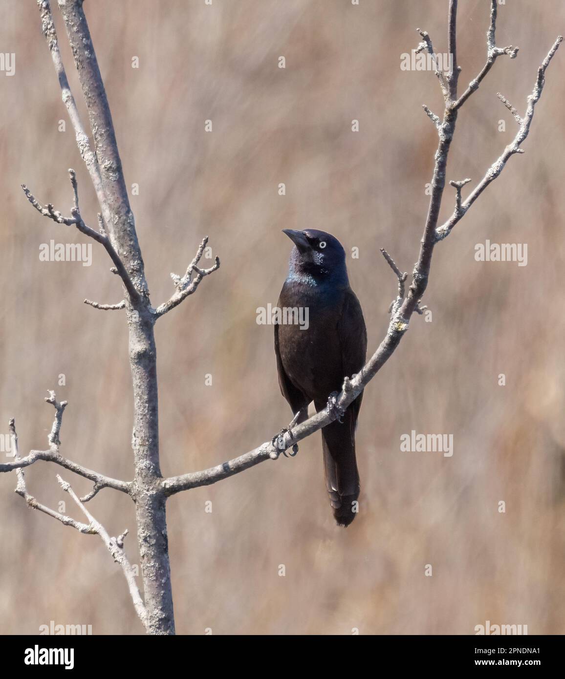 A single common grackle in a bare tree in spring at Tiny Marsh Ontario Stock Photo
