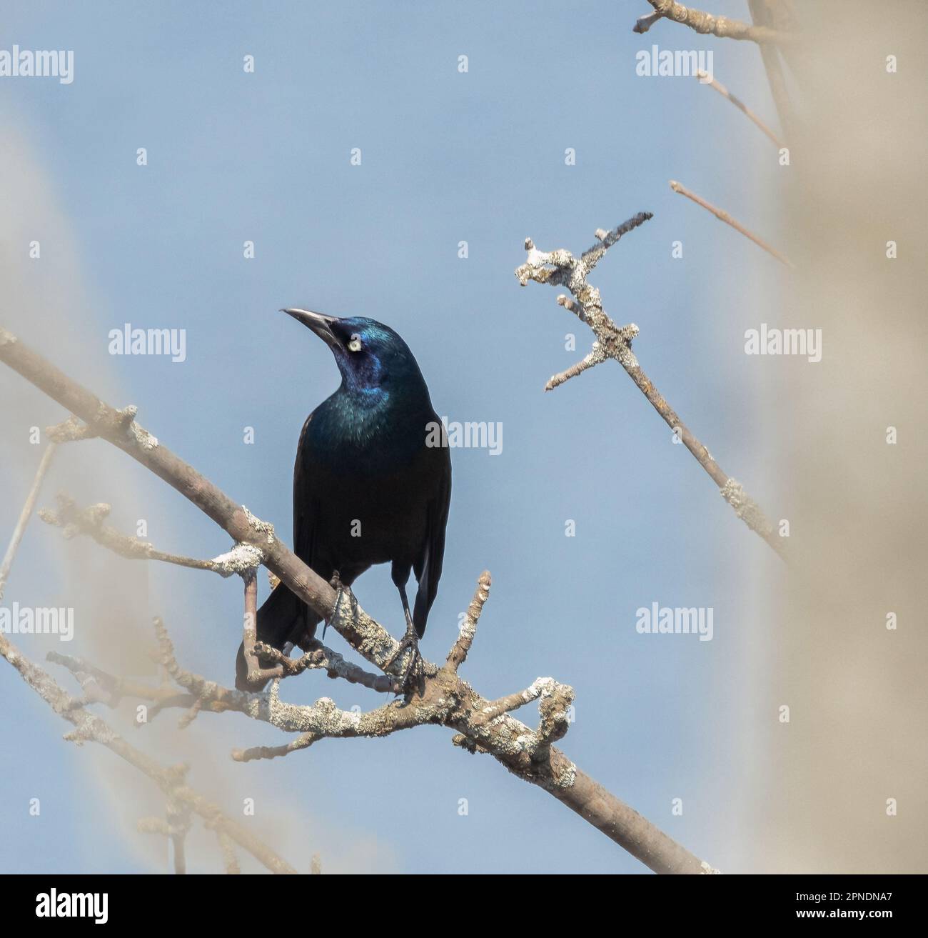 A common grackle in bare branches with blue sky background in spring in Tiny Marsh Ontario Stock Photo