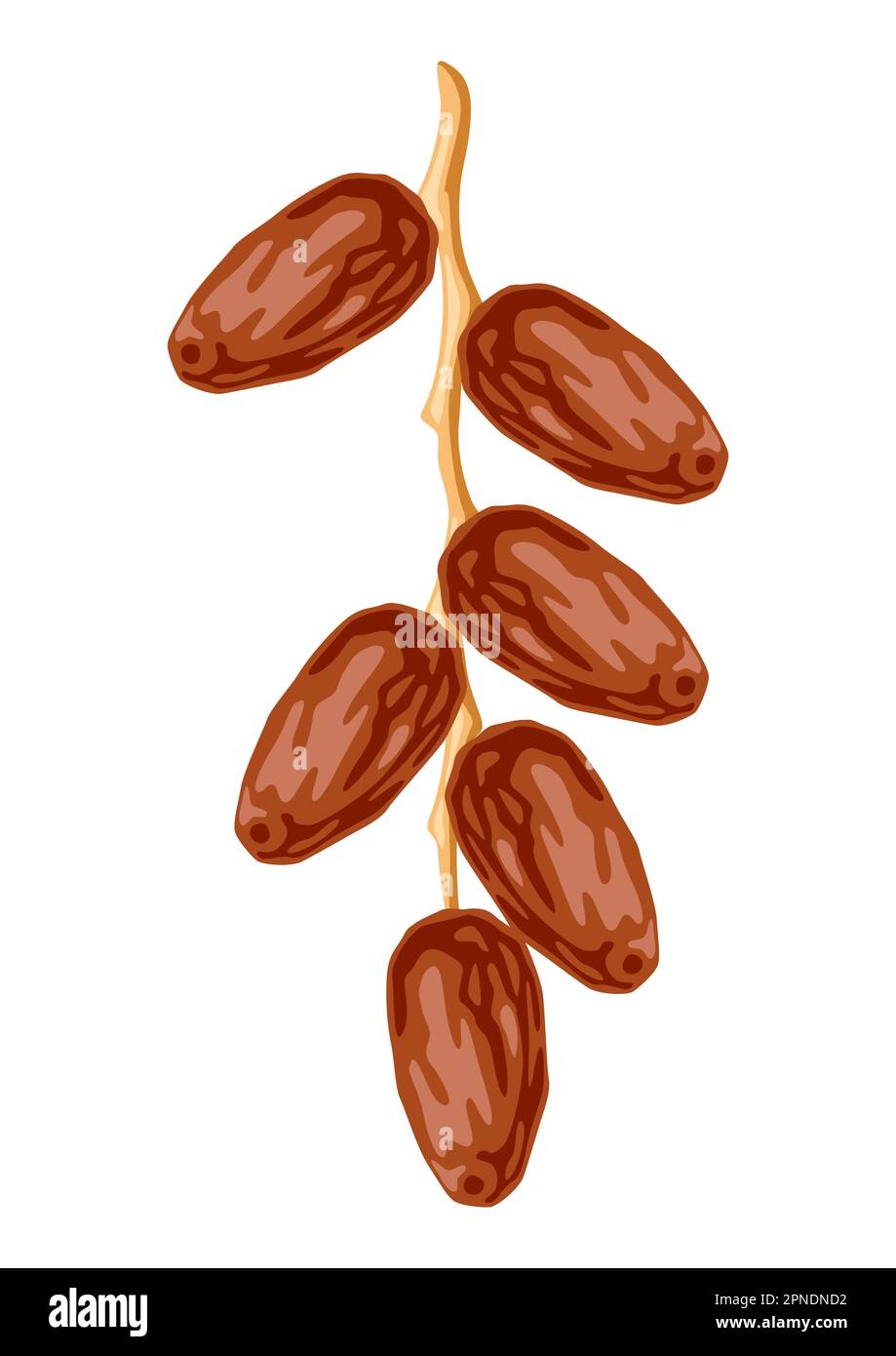 Illustration of dates fruits. Tropical vegetarian food for healthy lifestyle Stock Vector Image