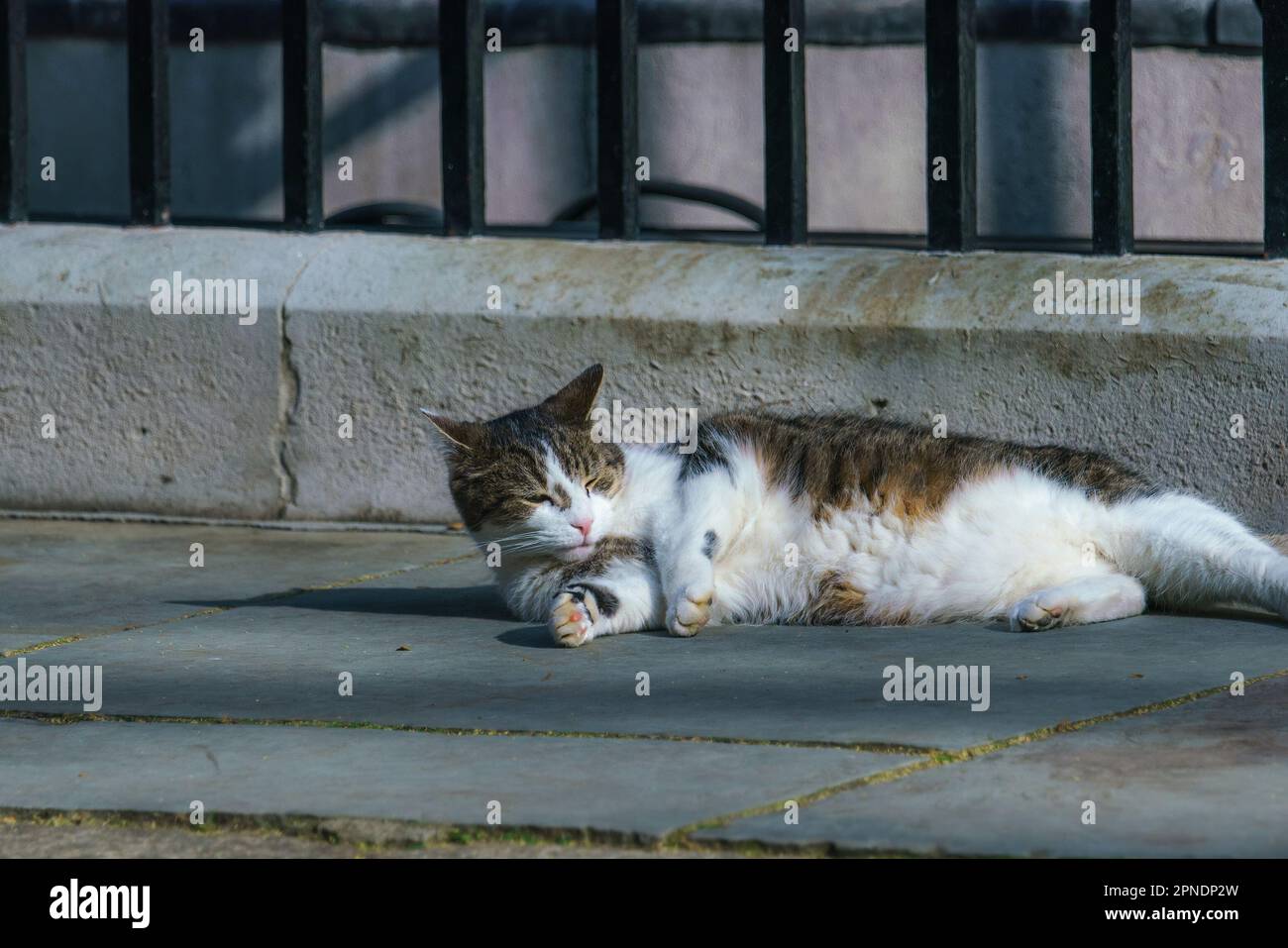 Larry, a grey and white tabby cat and Chief Mouser, enjoys the morning sun in Downing Street