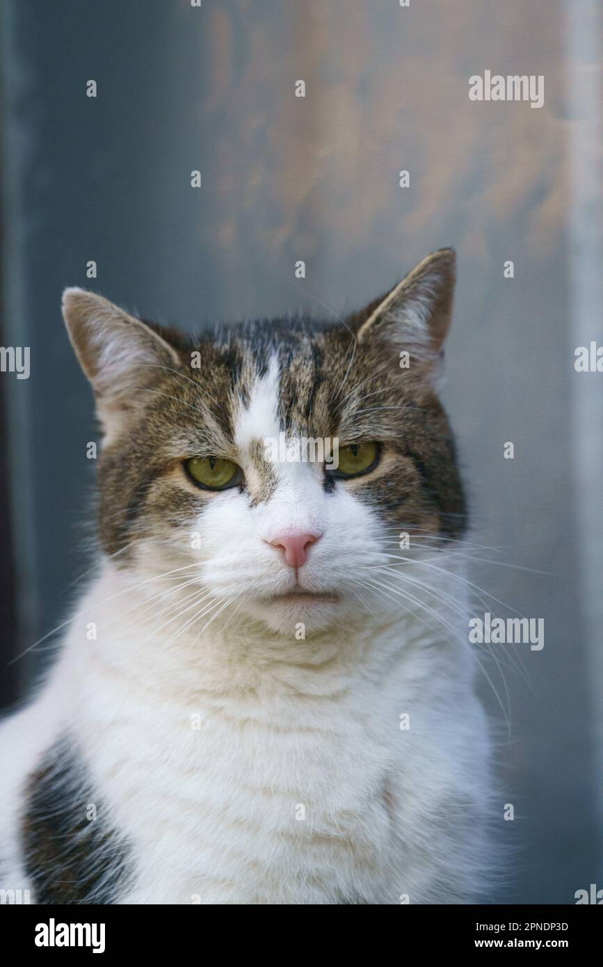 Larry, a grey and white tabby cat and Chief Mouser, enjoys the morning sun in Downing Street