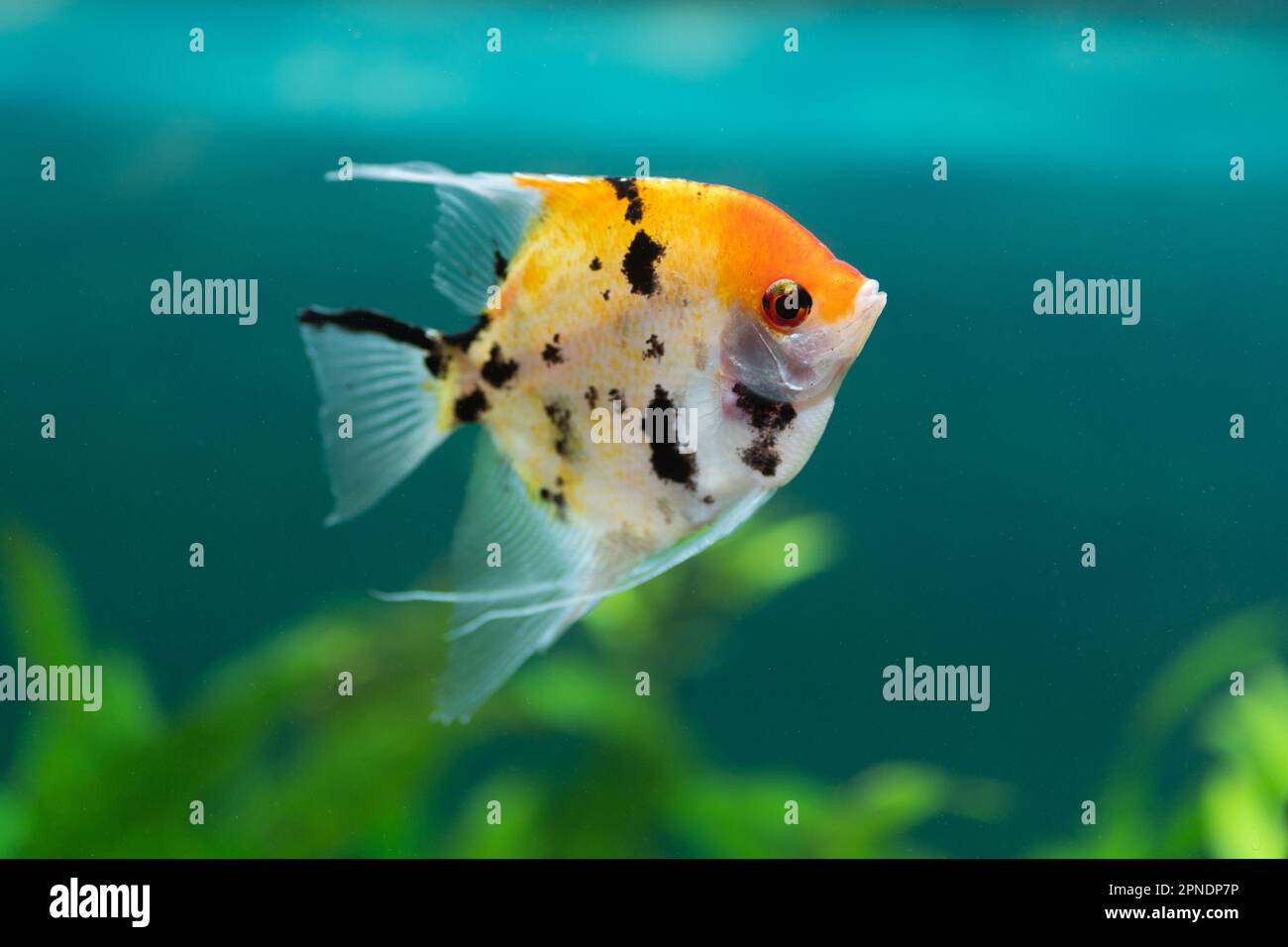 Angel fish also known as Pygmy angelfish, are a popular species of