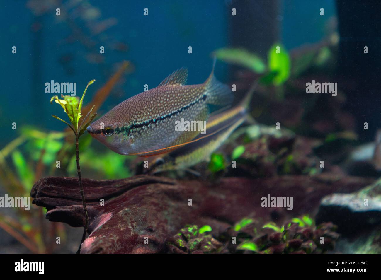 Typical tropical clearance fish