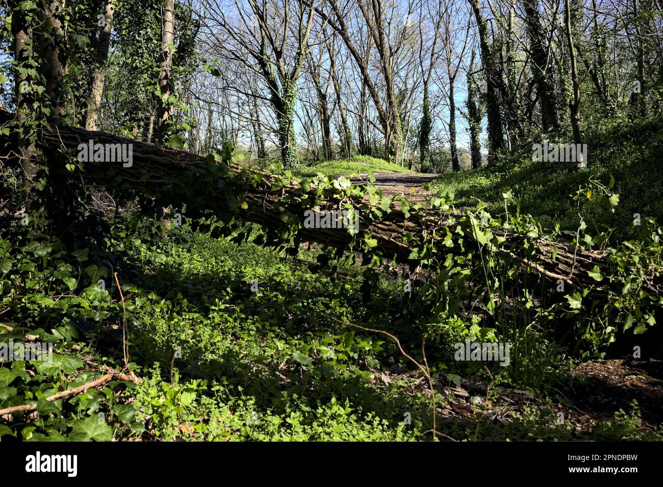 Dirt path in a forest with a fallen tree blocking the way on a sunny ...