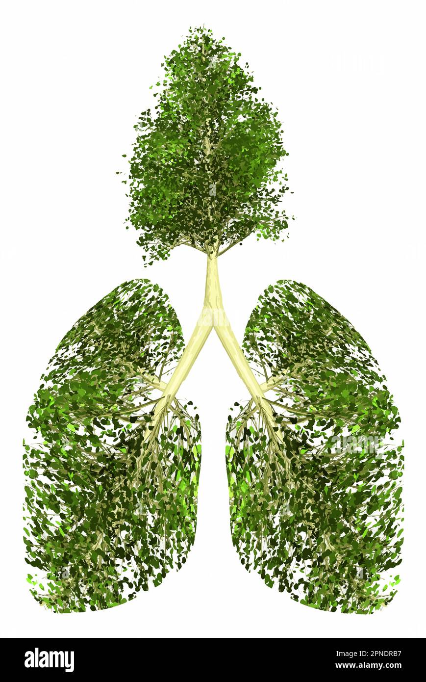 A tree and human lungs are together to show the need for trees to produce oxygen in the