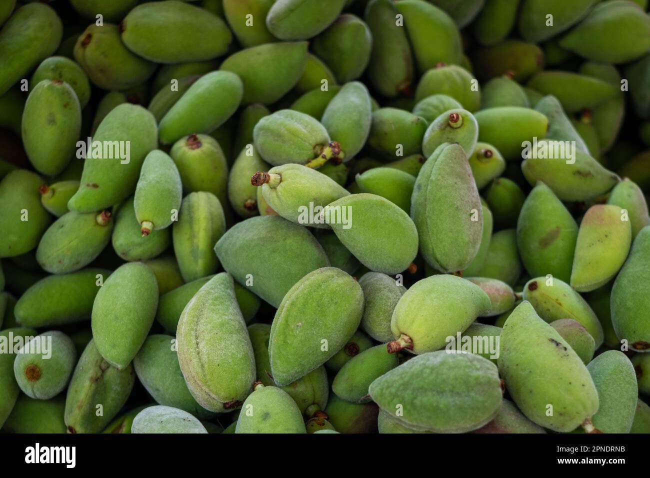 fresh green almonds in shell, almond pile Stock Photo