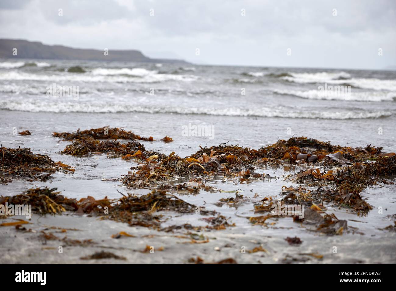 Misty view of seaweed on beach at Loch Brittle near Culnamean, Isle of Skye, Scotland Stock Photo