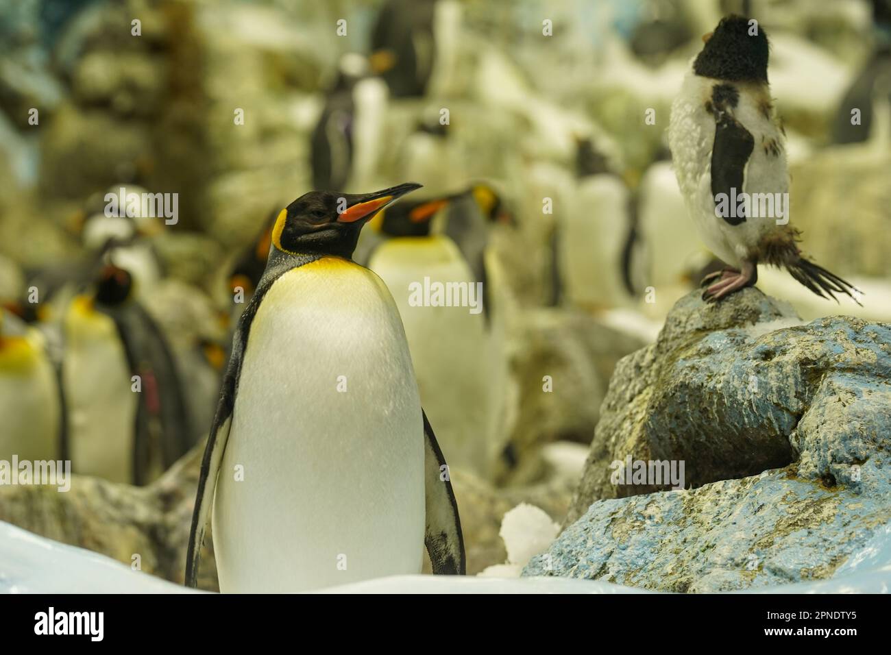 A proud king penguin is explaining something to his young son Stock Photo