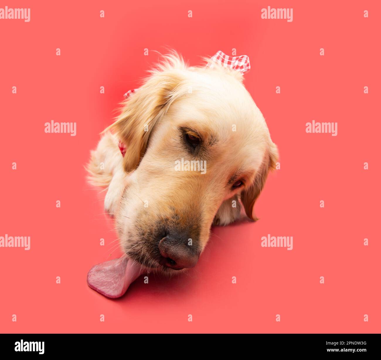 Funny and hungry puppy dog licking the floor. Isolated on red solid