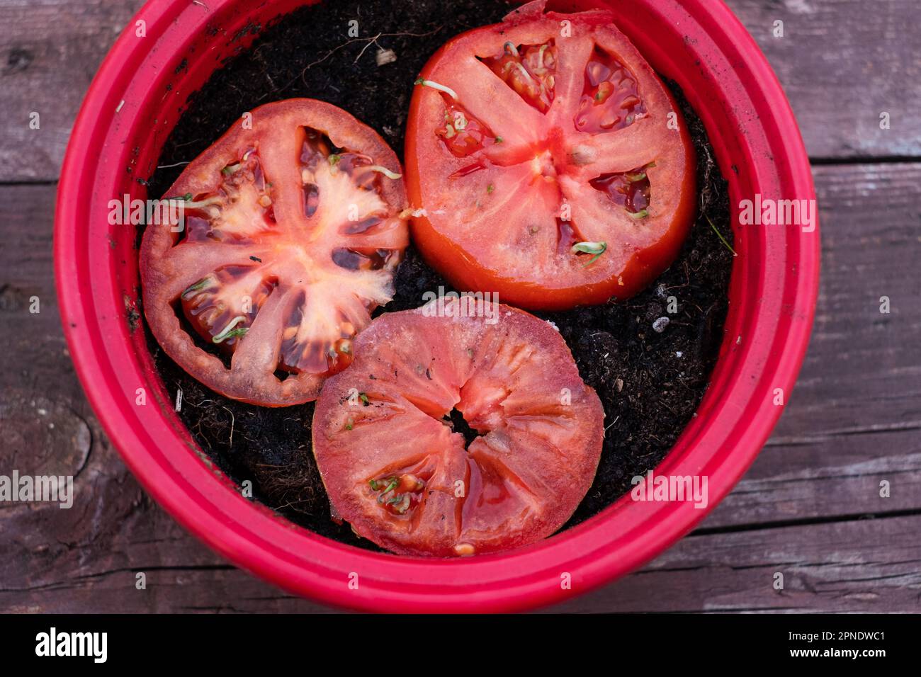 Tomato seeds sprouting inside a ripe tomato Stock Photo Alamy