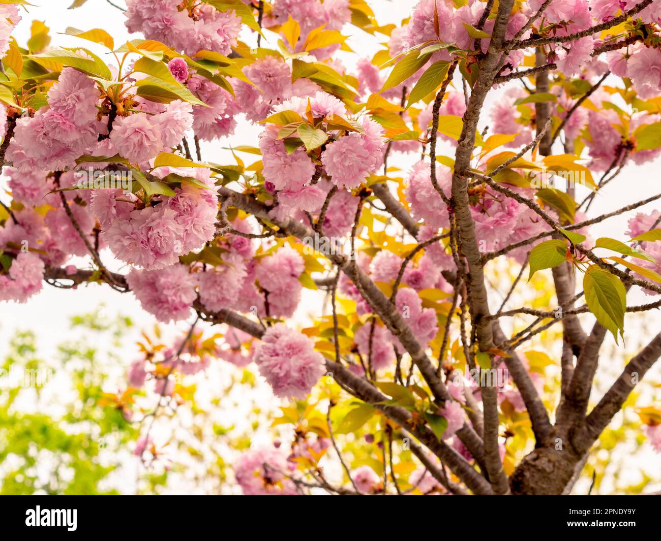 selective focus of a Prunus serrulata 'Kanzan' (Japanese Flowering Cherry) with pink flowers in spring with blurred background Stock Photo