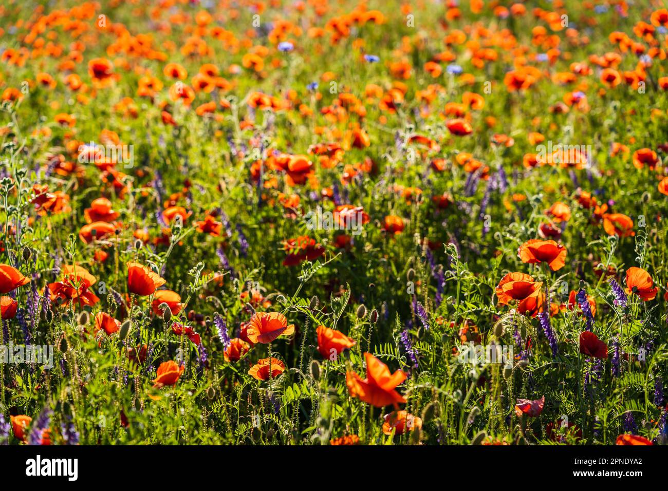 Meadow of Papaver rhoeas, with other names common poppy,corn poppy, corn rose, field poppy, and red poppy in sunlight. Stock Photo