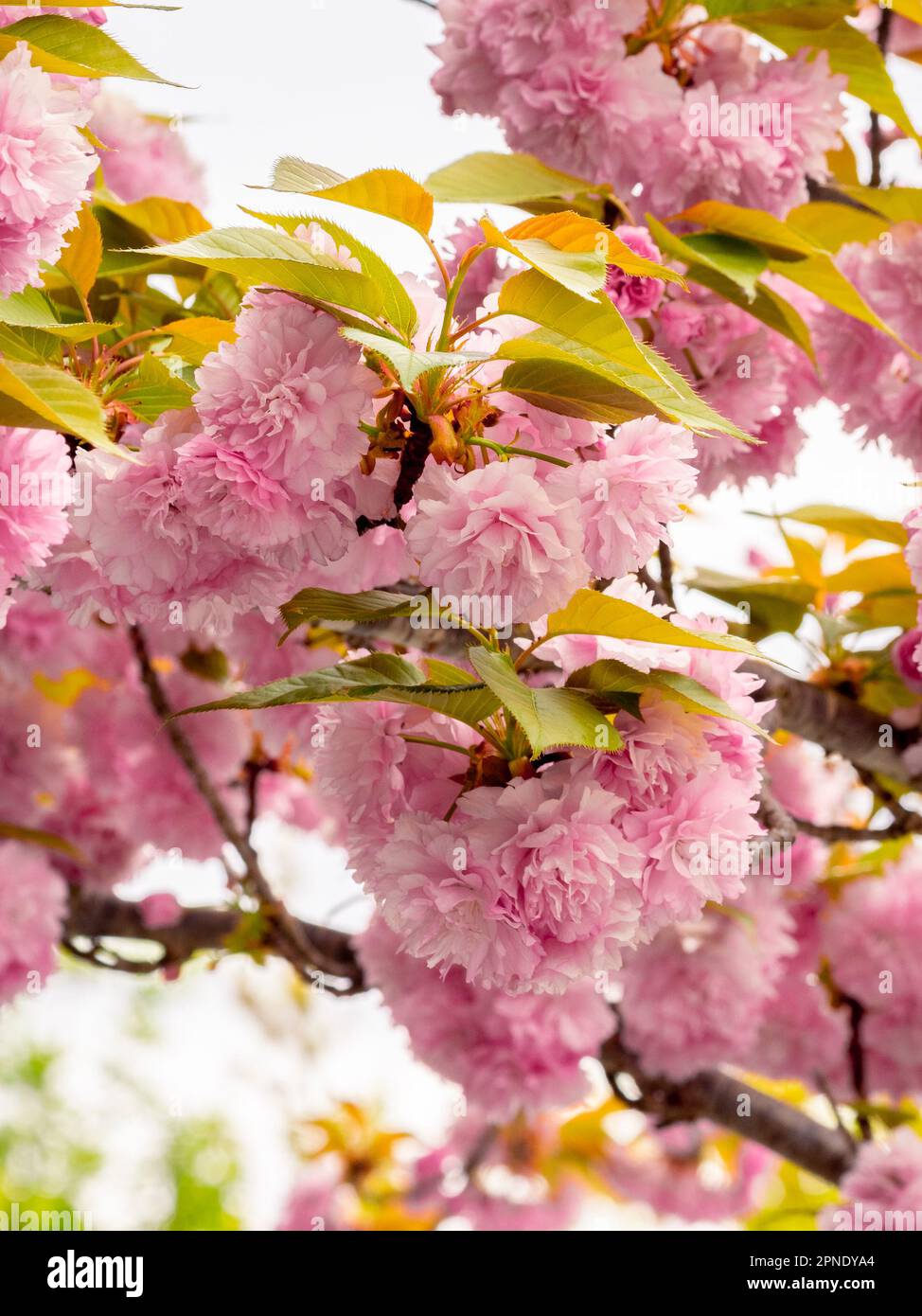 selective focus of a Prunus serrulata 'Kanzan' with pink flowers in spring with blurred backgrounselective focus of a Prunus serrulata 'Kanzan' (Japan Stock Photo