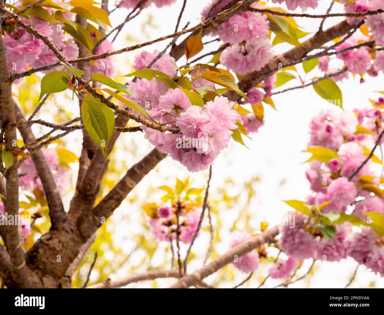 selective focus of a Prunus serrulata 'Kanzan' (Japanese Flowering Cherry) with pink flowers in spring with blurred background Stock Photo