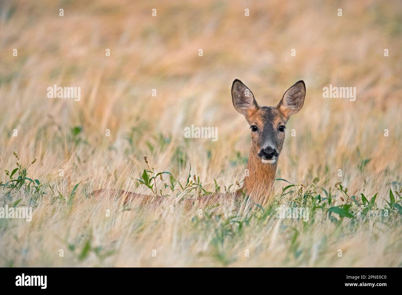 closeup-roe-deer-head-hi-res-stock-photography-and-images-alamy