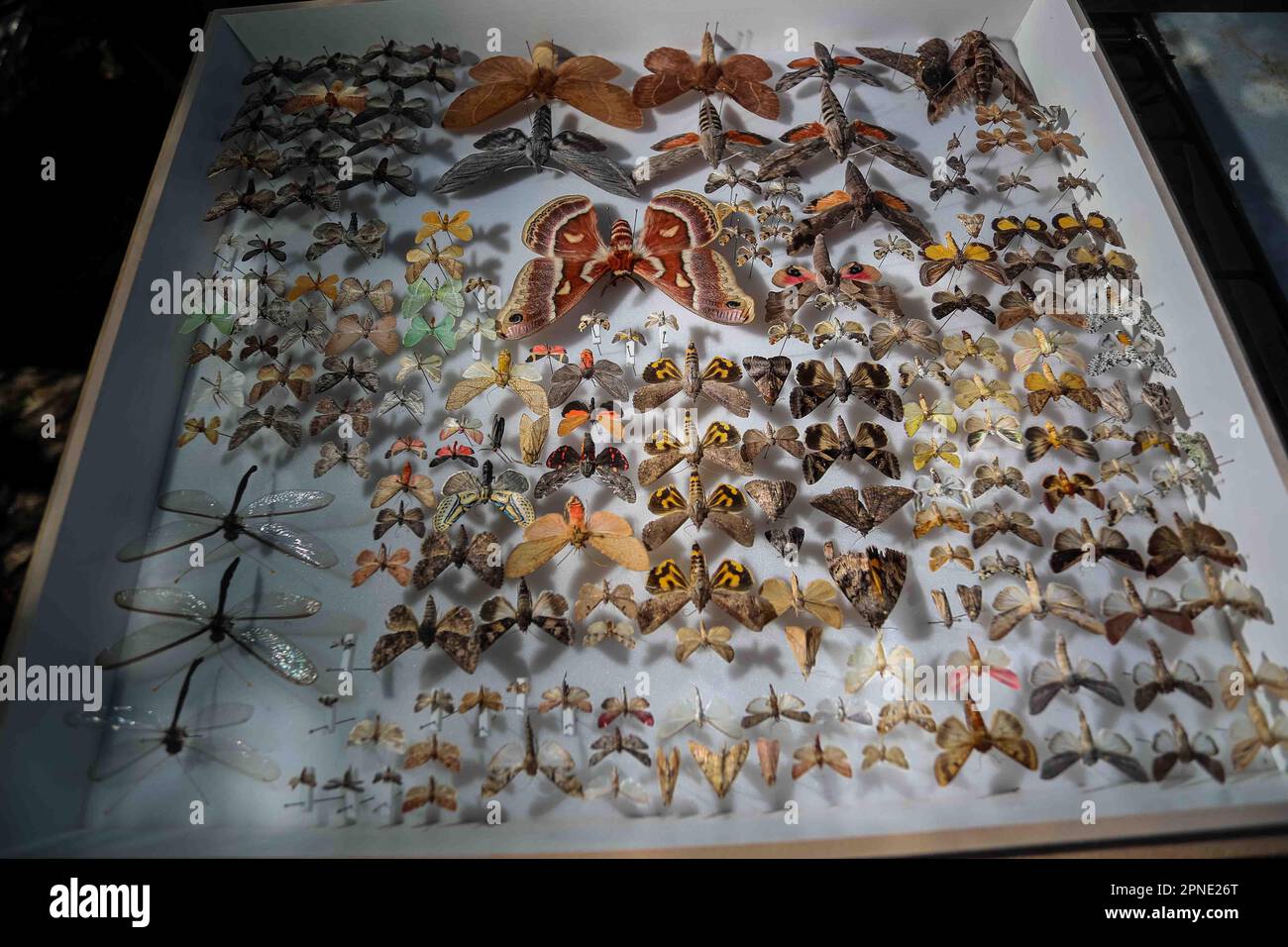 Biologist John Palting shows a collection of stuffed moth insects he collected. bugs.  During the expedition, biologists and scientists from MEX and the USA from different disciplines of biological sciences and personnel from the AJOS-BAVISPE CONANP National Forest Reserve and Wildlife Refuge, in the Sierra Buenos Aires carry out the Madrean Diversity Expedition (MDE) in Sonora Mexico. Conservation , Nature (© Photo by Luis Gutierrez / Norte Photo) biologo John Palting muestra una colecion de insectos palomillas disecadas que recolecto. bichos.  Durante expedition de biologos y científicos de Stock Photo