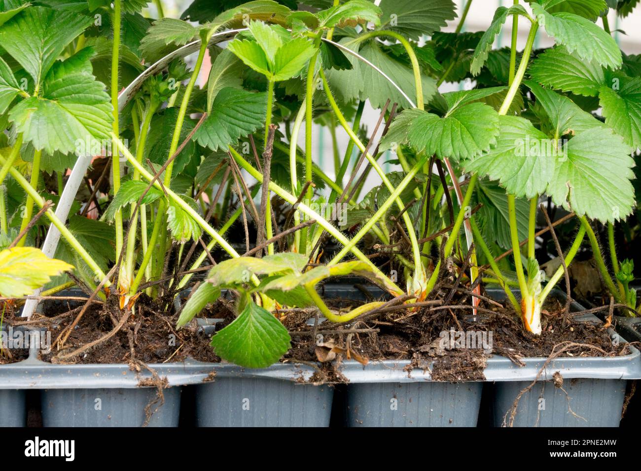 Strawberry seedlings in plastic pots Stock Photo Alamy