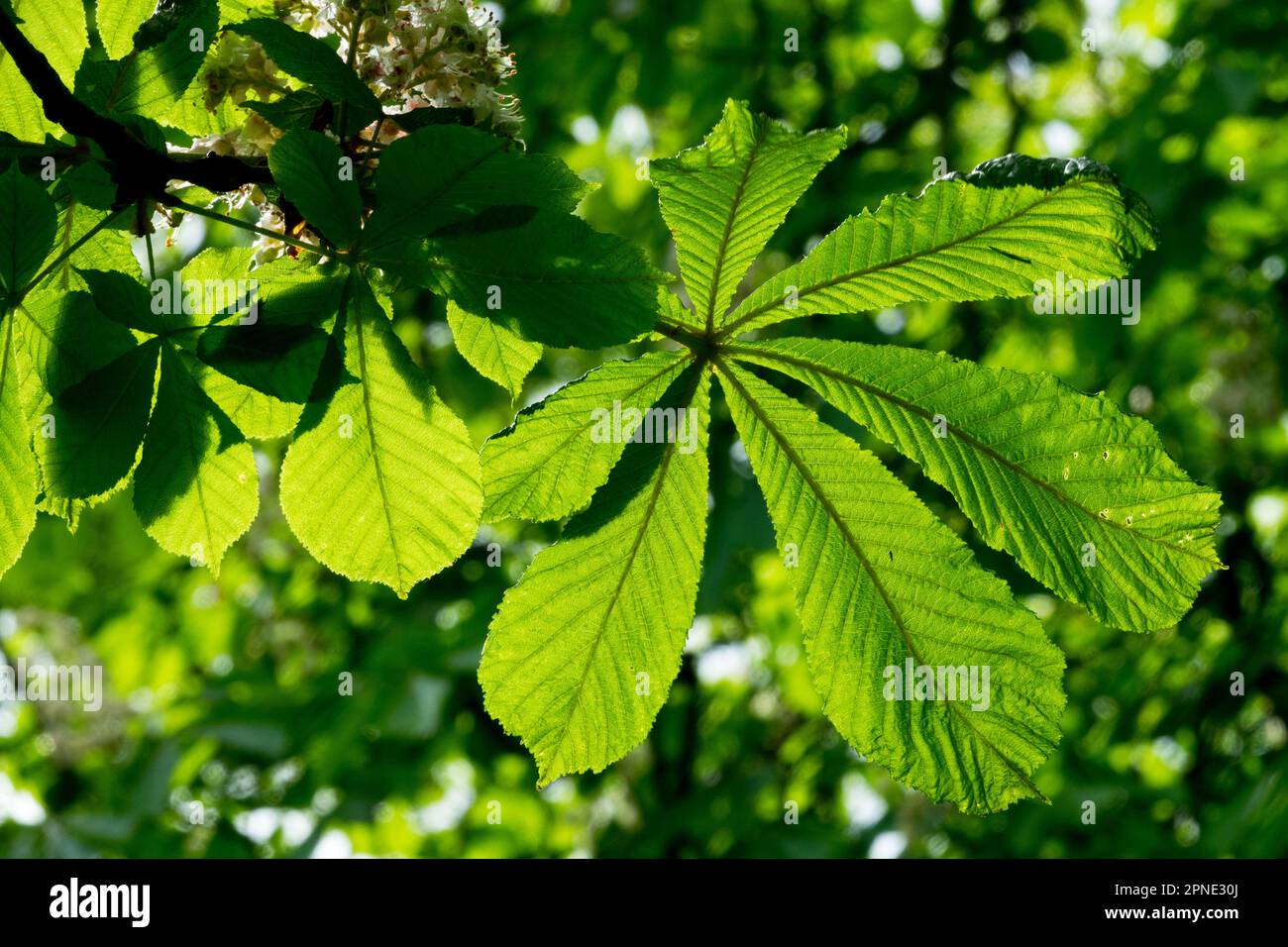 Spring, Green, Horse Chestnut leaf Sunlit Leaves Stock Photo
