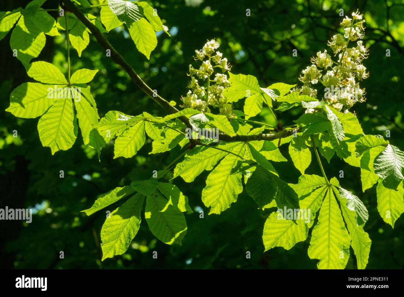 Sunlit, Tree, Branches, Backlight, Foliage, Horse chestnut, Leaves, Season, Spring, Green Stock Photo