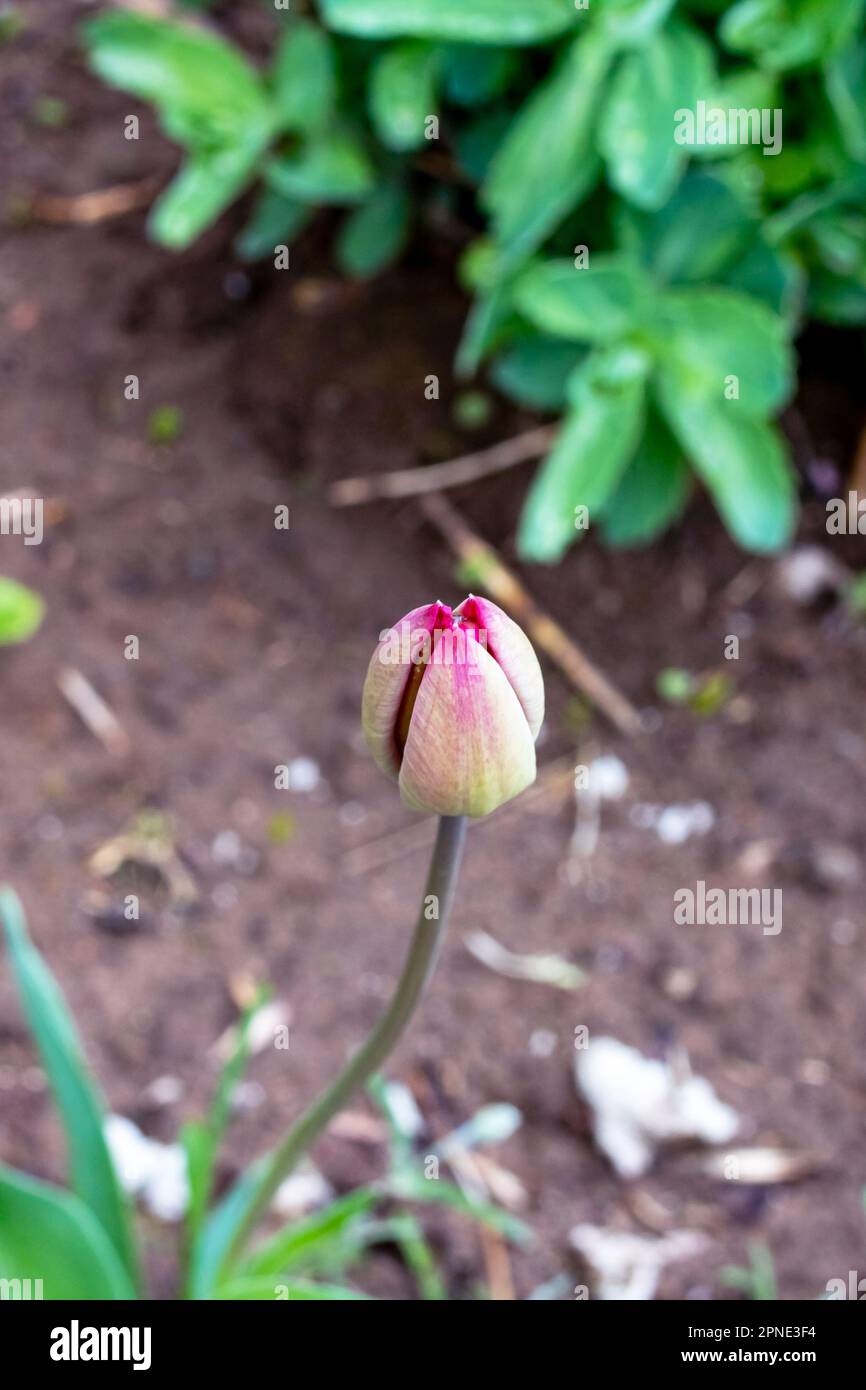 Closed tulip bud among green leaves close up Stock Photo
