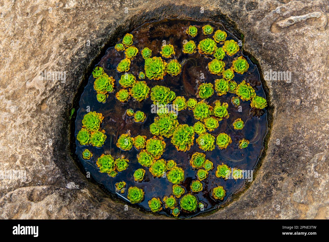 A little pool of water with a floating plant has developed on a rock. Water plant-filled natural pool. Stock Photo
