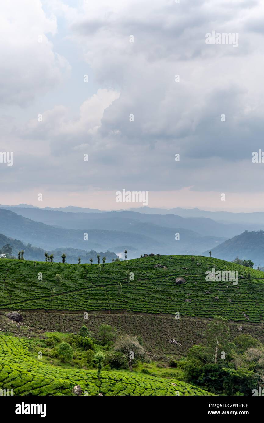 Witness the breathtaking beauty of tea plantation, nestled in a mountain valley, where lush vegetation and rolling hills create a tranquil and beauty Stock Photo
