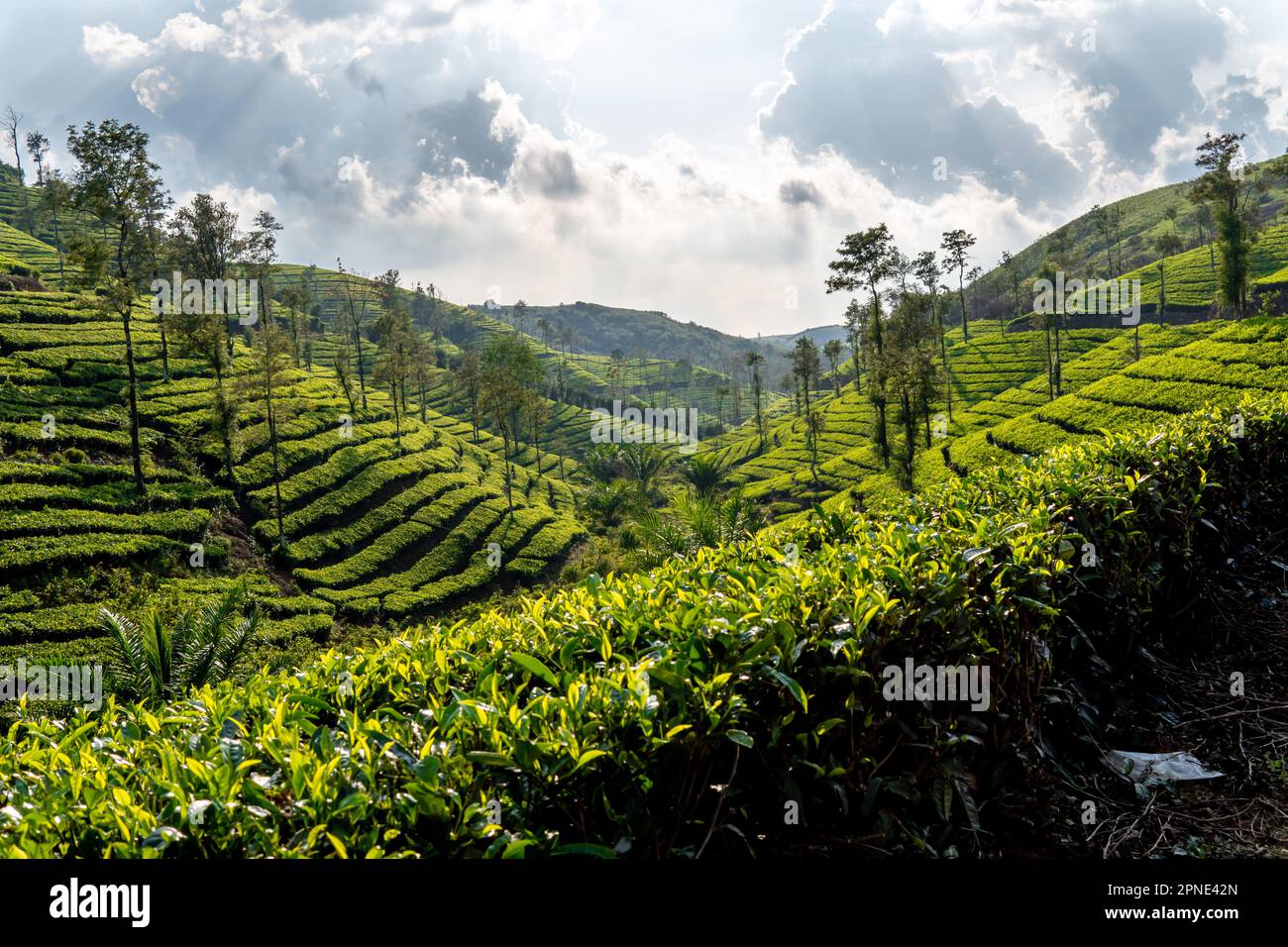 Beautiful tea plantation in a mountain valley with clouds in the