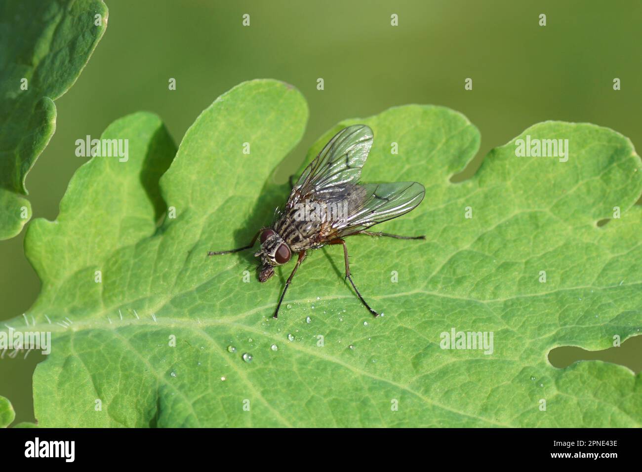 Close up fly, Phaonia tuguriorum, family House flies, Muscidae. On a leaf of greater celandine (Chelidonium majus). Dutch garden. April Stock Photo