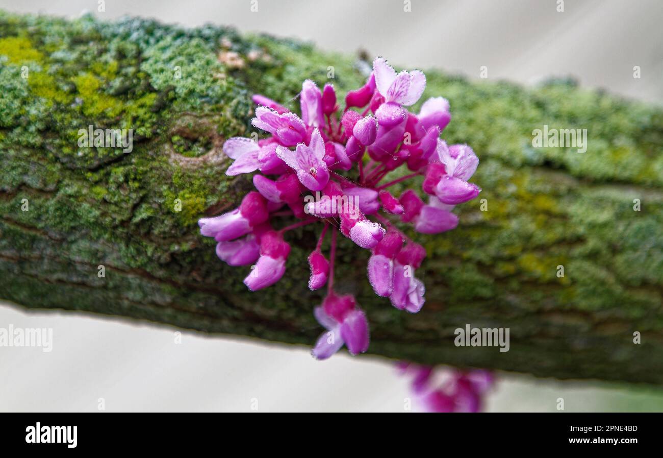 Eastern redbud tree, branch closeup, 2tone pink flower cluster