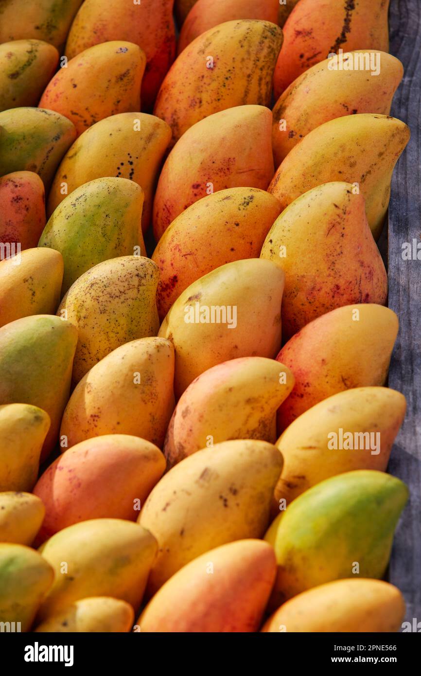 Mango fruit on a street stand in Holbox, Yucatan, Mexico Stock Photo