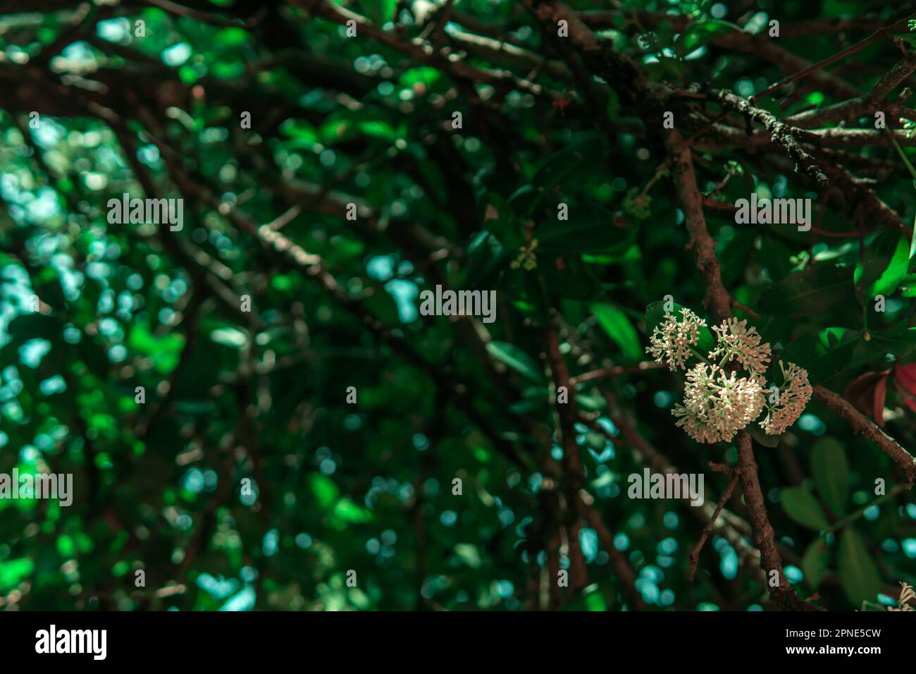 White flowers in bloom from a tree with green foliage Stock Photo - Alamy