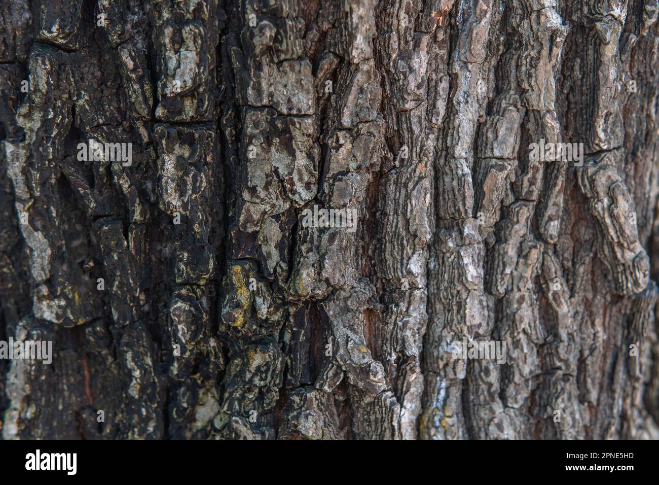 Bark close-up with unique patterns dark and light in color Stock Photo