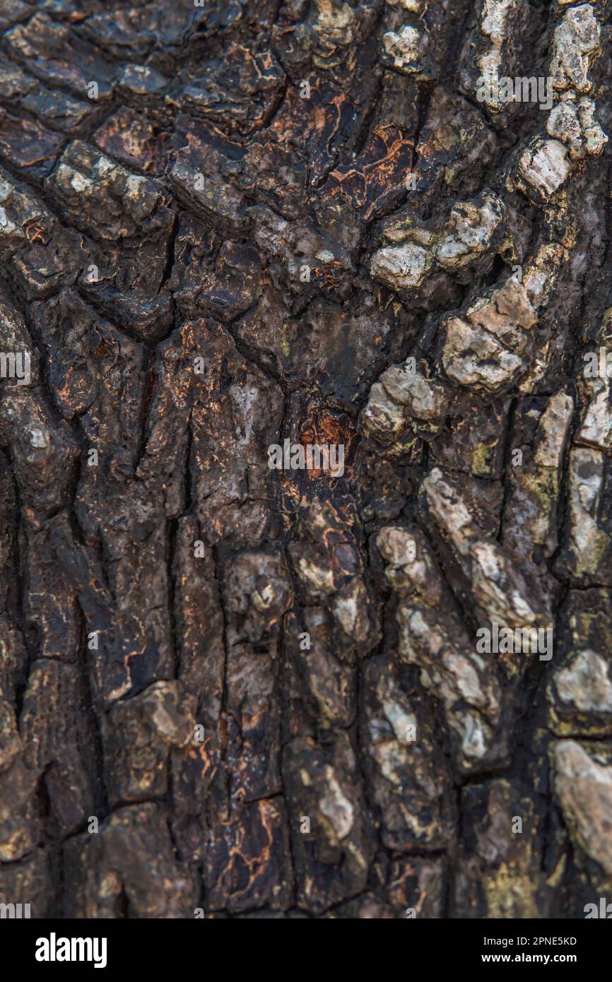 Bark close-up with Y shape unique patterns dark and light in color Stock Photo