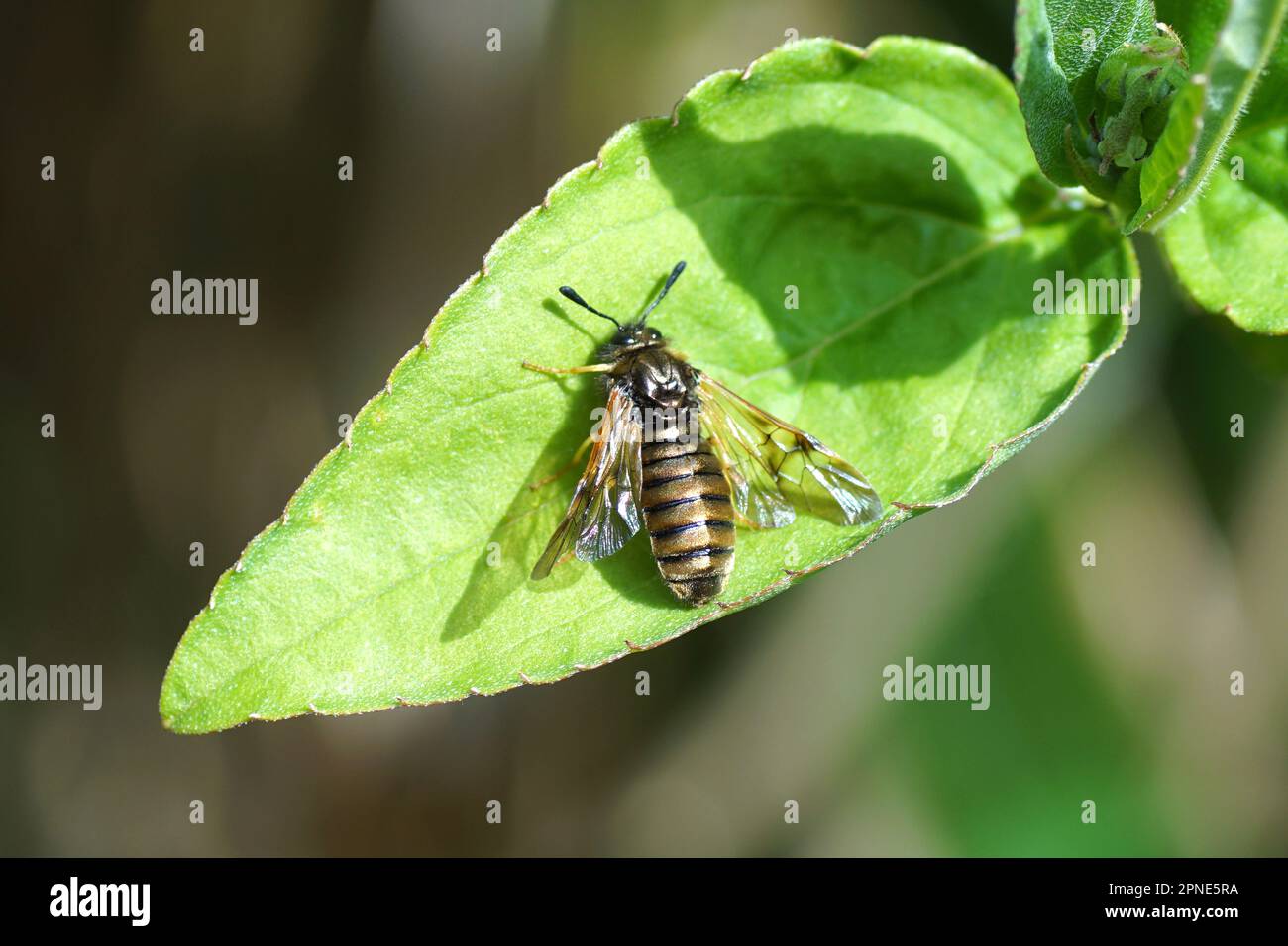 Closeup sawfly Abia lonicerae or the symilar Abia aenea. Family Clubhorned  Sawflies (Cimbicidae). On a leaf in a Dutch garden. Spring, April Stock  Photo - Alamy