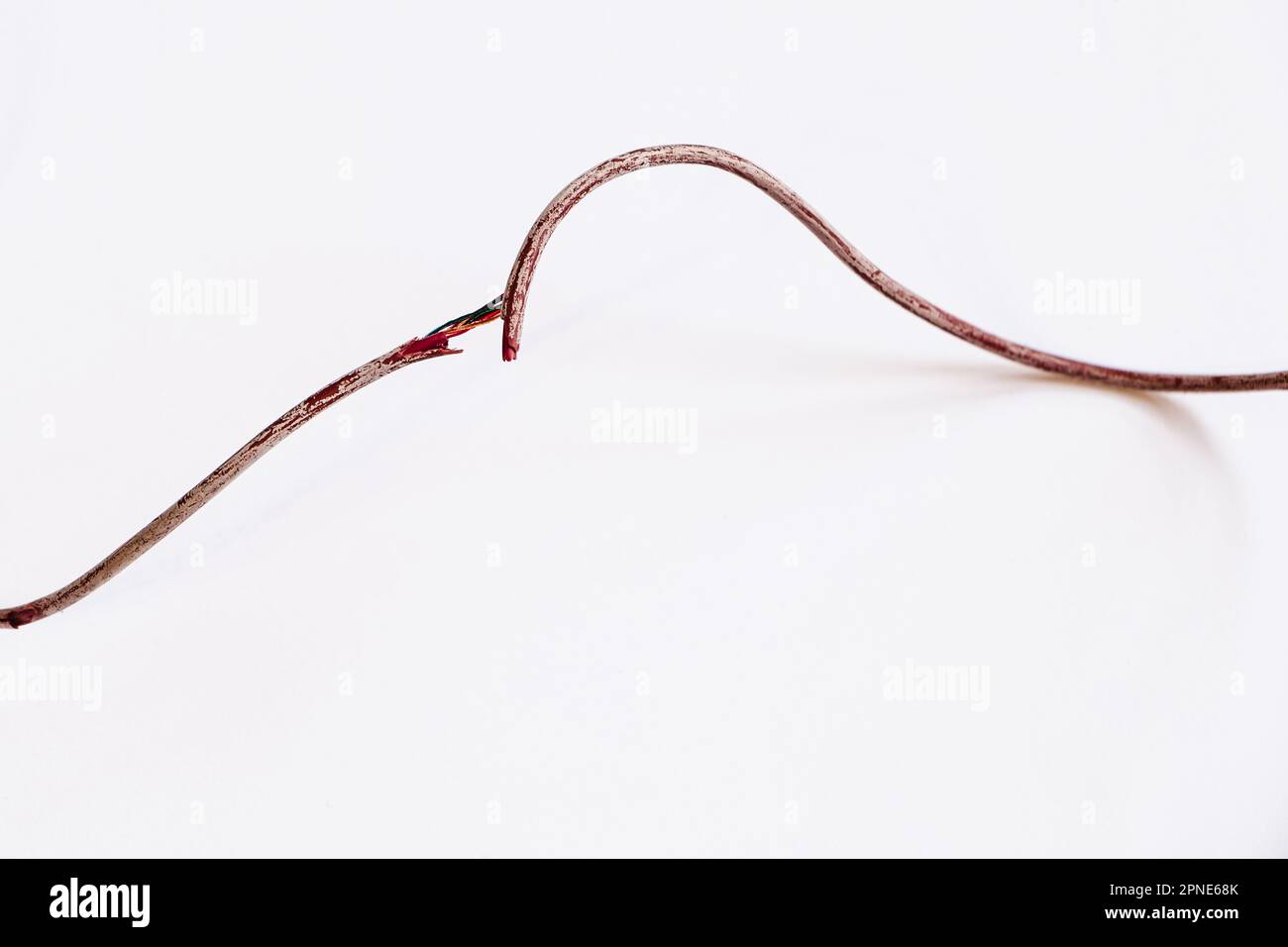 Broken torn wire on white background. Damaged electrical cord. Rats or pets have chewed on electrical cable. Stock Photo