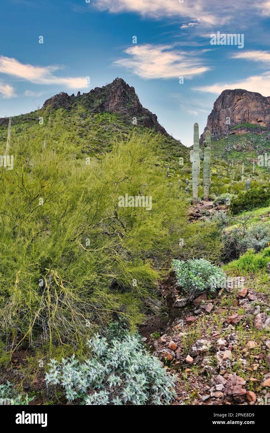 Mountain pass with saguaros and desert vegetation in Skyline Regional Park, in the White Tank Mountains, Buckeye, Arizona, USA Stock Photo
